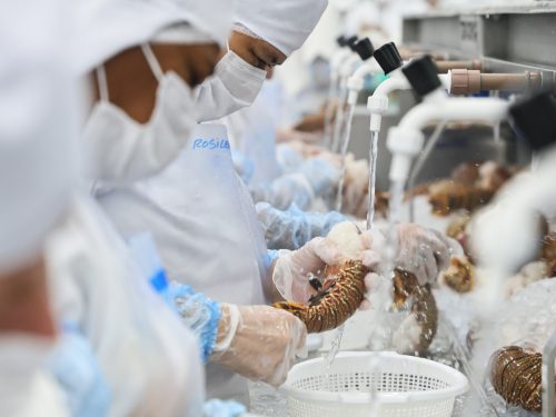 Foto: Por que o pescado virou uma das maiores forças da economia do Ceará