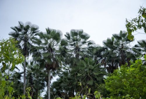 Foto: Cera de carnaúba, melões e castanha de caju lideram exportações do agronegócio cearense de janeiro a setembro de 2026, aponta levantamento do CIN